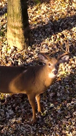 Shoot or Pass on this Buck?!
