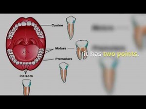Teeth Types: The 4 Kinds Of Teeth