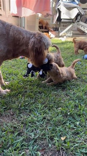 Watch as our beloved Standard Groodle, ‘Aunty Chili,’ gently guides these adorable puppies through their first game of tug-of-war. Her patience and tenderness make it an absolute joy to behold! 🥰 She’s waited so eagerly for this playful moment, and the little ones adore her right back, showering her with endless puppy love. 🐶❤️ Aunty Chili was going to be a part of our breeding program but didn’t pass her hip and elbow assessments. That’s turned out to be a blessing in disguise. She’s here to 