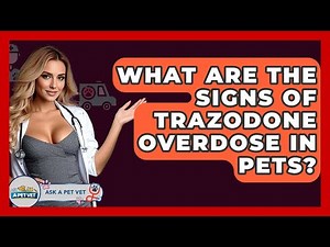 What Are The Signs Of Trazodone Overdose In Pets? - Ask A Pet Vet