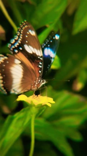 A Beautiful butterfly is sipping nectar from a yellow flower 🦋 🌼 #phonescoping #nature #butterfly