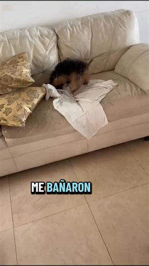 Chewie (chewbacca) on Instagram: "Me bañaron como rata 😬😬🙈🙈🐶🐶🐶 #chewie_japm #yorkshireterrier #amorperruno #puppy #instadog"