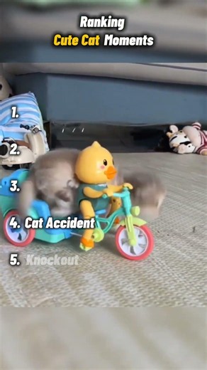 Ranking the CUTEST Cats Ever 😭💕 (Too Cute to Handle!) #catcompilation #cutecat #catmemes #cat