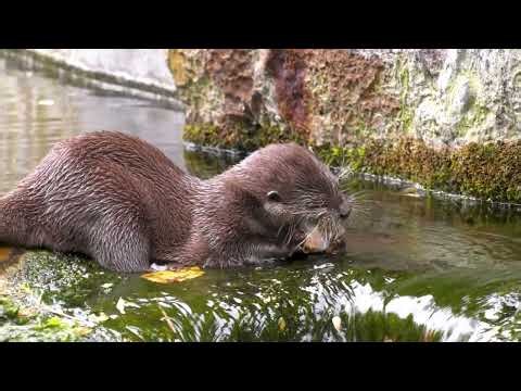Eisbomben für die Zwergotter im Zoo Berlin - Frozen treats for the Oriental small-clawed otters