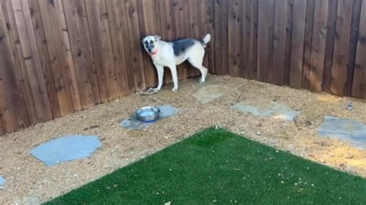 I just want to share with you how Angora is doing, I know when you see a photo of her sitting in the corner it makes everyone sad. It is sad, and this is a work in progress, yes she still hangs out in the corner, yes her friends encourage her to come out but she also is happy for a human to come and talk to her, to pet her and make her wag her tail. Baby steps, but I thought you might enjoy seeing her in a video rather than just a still shot of her in the corner. | Lone Star Dog Ranch & Dog Ranc
