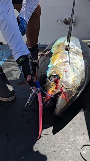 8.7K views · 50 reactions | Check this out: https://www.goosehummockshops.com/cape-cod-fishing-reports | Goose Hummock | Facebook