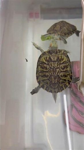Red eared slider eating spinach🐢