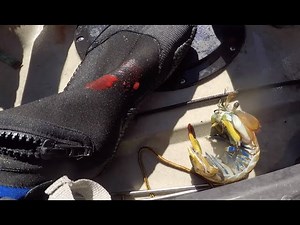 Mantis Shrimp Hits Kayak Angler With World’s Strongest Punch (Video)