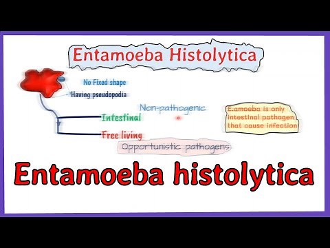 Entamoeba histolytica life cycle || morphology || Laboraotry diagnosis || full explained