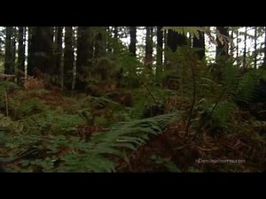 Stive Morgan - Song For Life