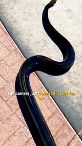 I've never seen anything like this before! 🤯 | Lovimals