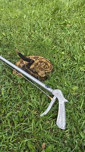 5.9K views · 20 reactions | Snake in the yard? Snake in the shed? No problem.  Pillstrom Tongs give you the reach, strength, and control you need to handle the job safely. Use code TailsandScales for $5 OFF at checkout! — because when you need them, you REALLY need them. #Snake #rattlesnake #snakerescue #venomous #AmericanMade #gardening #homesteading | Tails and Scales | Facebook