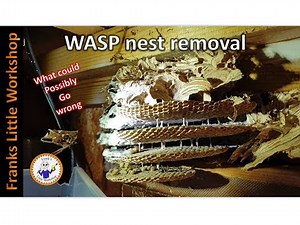 Wasp nest removal, from my wood shed