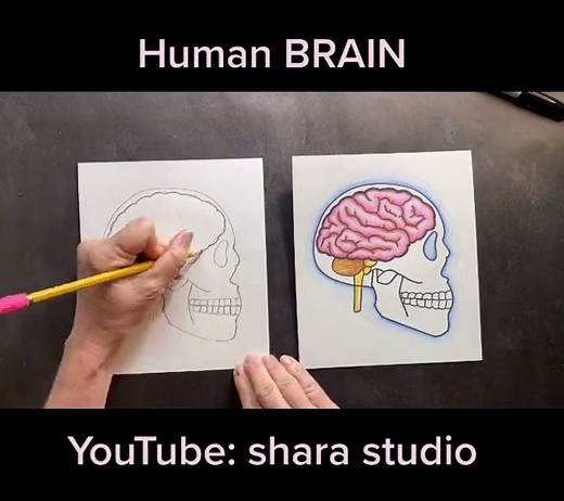 Learn How to Draw a Cartoon Brain | Educational Art Tutorial