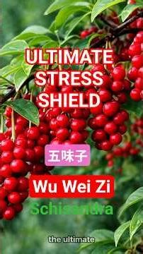 The Secret Berry for Anxiety😰 & Fatigue😵‍💫 You’ve Never Heard Of | Schisandra (Wu Wei Zi) #tcm