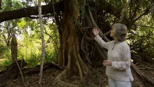 Elsa, The Lioness That Changed The World