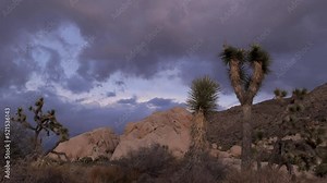Joshua tree (Yucca brevifolia) is a perennial, evergreen plant. It grows in the deserts of the southwestern United States. Known as the Jesus tree.