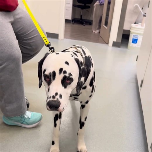 6.1K views · 59 reactions | This is what happens when dogs get into...