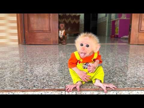 Too Cute! CUTIS Reacts to Baby Monkey’s Little Surprise