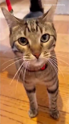 Animals Doing Things They Shouldn’t 😂#funnyanimals #pets #lol #viral