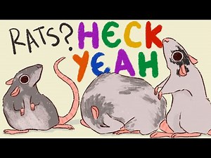 Everything You Need to Know About Pet Rats