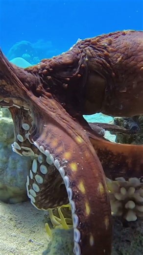Bullied Off the Reef? 🐙 Damsel Fish vs Octopus Drama #Octopus #ReefLife #shorts