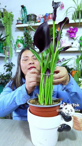 Consejos para cultivar hermosas calas en casa