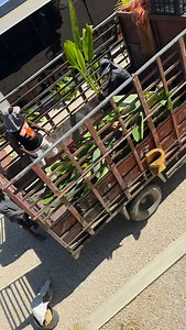 Myslela jsem si, že postavit dům v Dominikánské republice bude opravdu oříšek. A upřímně? Do dneška úplně nechápu, jak se nám za jeden rok podařilo postavit dům a dát ho dohromady tak, aby se v něm dalo skutečně bydlet.Je to náš splněný sen. Takový ten opravdový. Ne z katalogu. Ne na efekt. Ale sen, který vznikal krok po kroku, rozhodnutí po rozhodnutí. Důvěru jsme dali stejnému týmu z @tempus_design který nám před lety pomohl zrekonstruovat náš pražský půdní byt a se kterým jsme tehdy dokonce z