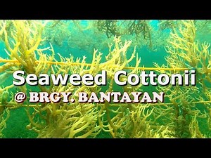 SEAWEEDS BRGY BANTAYAN