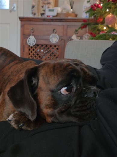 Cuddling Moments with a Brindle Boxer Dog