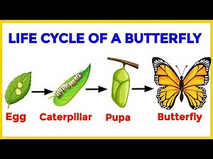 Life Cycle of a Butterfly | Life stages of a butterfly | Educational Video | EVS for class 4, 5 & 6