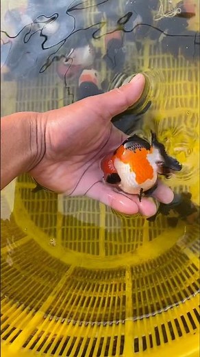 Top Grade Fancy Goldfish Displayed by Farmer 🐠✨ | Rare Breeds Up Close! 💥