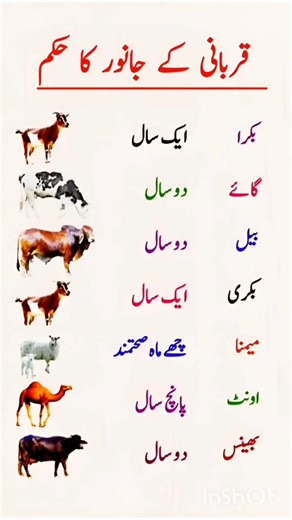 Qurbani Animal Requirements & Age Guidelines for Sacrifice – Complete Guide