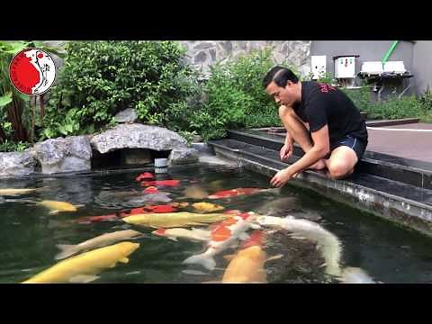 Hồ cá Koi có cá đẹp,thân thiện và khủng nhất Việt Nam.07/2017