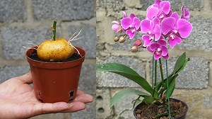 302K views · 3.6K reactions | Discover The Surprising Orchid Propagation Technique Using Potatoes | Balcony & Garden | Facebook