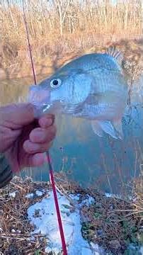 Quick Catch at Pilot Grove Creek off Lake Lavon! #FishAroundFindOut #FAFO #CreekCrappie #SlabSlayin