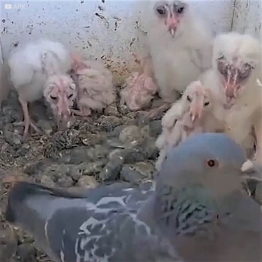 8.7M views · 50K reactions | Um ovo com sorte... Essa pomba entrou no...