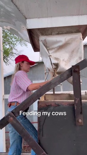 It was 62° this morning 😍 #missouri #cow #cutt | Jack H.