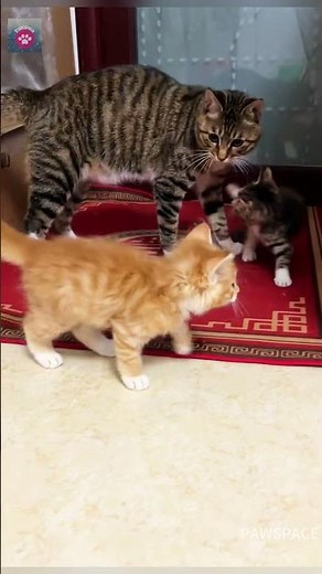 The father cat intervened in the fight between the two kittens. #kitten #cat