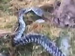 Video shows large snake in Scotland after numerous sightings across the country