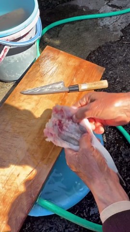 この魚も猛毒😳⁉️ 漁師の祖父に『ショウサイフグ』を捌いてもらいました🐟‼️ #船長の日常 #淡路島