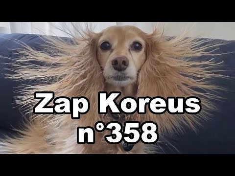 Zap Koreus n°358
