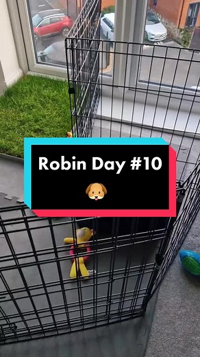 robinthecockerspaniel on TikTok