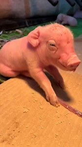 Witness their reality - watch The Hidden Lives of Pigs at hiddenlivesofanimals.com 🐖 🎥: VeganFTA Clip from galapagos_marc #pigs #shortfilm #documentary #veganism #vegancommunity | Vegan FTA