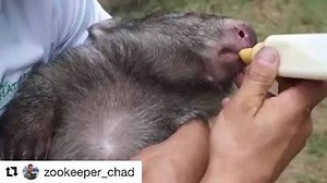 67K views · 826 reactions | Our #wildlifewednesday star is Fernando...