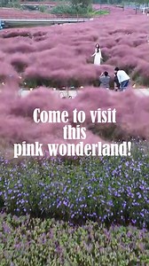 This is Shanghai’s most beautiful autumn park! 🍂🌸 The flower fields in Shanghai Binjiang Forest Park are simply breathtaking. Free entry, no reservation needed—perfect for an autumn photo day! 🌸 Pink Muhly Grass by the lake is especially gorgeous at sunset with its soft pink-purple hues. 𝙎𝙝𝙖𝙣𝙜𝙝𝙖𝙞 𝘽𝙞𝙣𝙟𝙞𝙖𝙣𝙜 𝙁𝙤𝙧𝙚𝙨𝙩 𝙋𝙖𝙧𝙠 📍 𝙇𝙤𝙘𝙖𝙩𝙞𝙤𝙣: 𝙉𝙤. 𝟯 𝙂𝙖𝙤𝙨𝙝𝙖𝙩𝙖𝙣, 𝙇𝙞𝙣𝙜𝙦𝙞𝙖𝙤, 𝙂𝙖𝙤𝙦𝙞𝙖𝙤 𝙏𝙤𝙬𝙣, 𝙋𝙪𝙙𝙤𝙣𝙜 𝙉𝙚𝙬 𝘼𝙧𝙚𝙖, 𝙎𝙝𝙖𝙣𝙜𝙝𝙖𝙞 🎟️ 𝑻𝒊𝒄𝒌