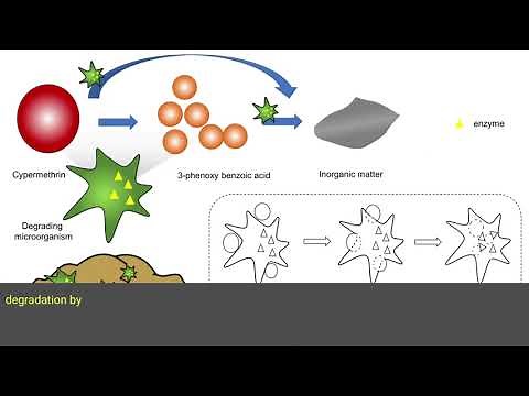 Microbial Degradation and Transformation of Organic Pollutants: An Eco-Friendly Strategy