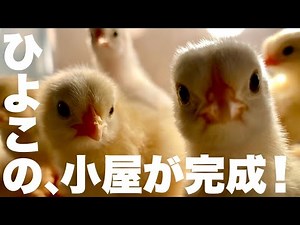 ひよこの成長が早すぎるので、大きな鶏小屋を作成！