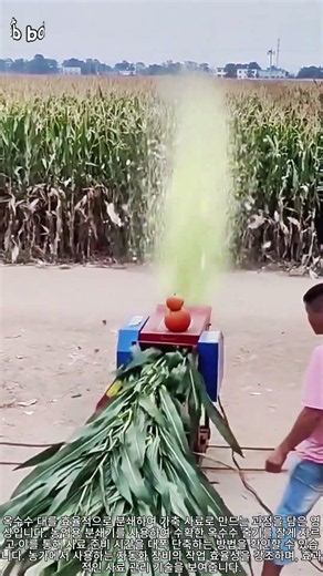 옥수수 대 분쇄 및 사료 제조 공정 #worker #process #agriculture #feed #farming