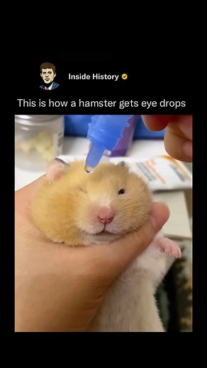 Inside History on Instagram: "Follow (us) @InsideHistory to learn something NEW everyday 🧠💫 Administering eye drops to a hamster demands precision, a gentle touch, and a peaceful setting. To keep the hamster still, it’s often wrapped snugly in a soft towel, which helps prevent sudden movements. The caregiver then gently tilts the hamster’s head and uses a micro dropper to apply a single drop to the affected eye, aiming to minimize stress. This delicate procedure is typically carried out by vet